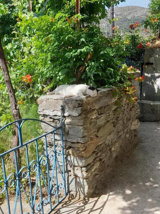 Apikia  Casa Di Patouria , Stenies Andros מראה חיצוני תמונה